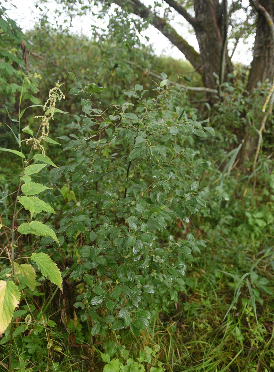 Image of Rhamnus cathartica specimen.