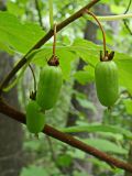 Actinidia kolomikta. Часть побега с незрелыми плодами. Хабаровский край, окр. г. Комсомольск-на-Амуре, кедрово-широколиственный лес. 05.08.2024.