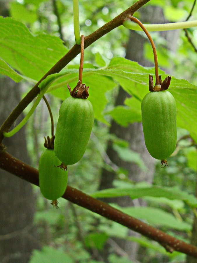 Изображение особи Actinidia kolomikta.