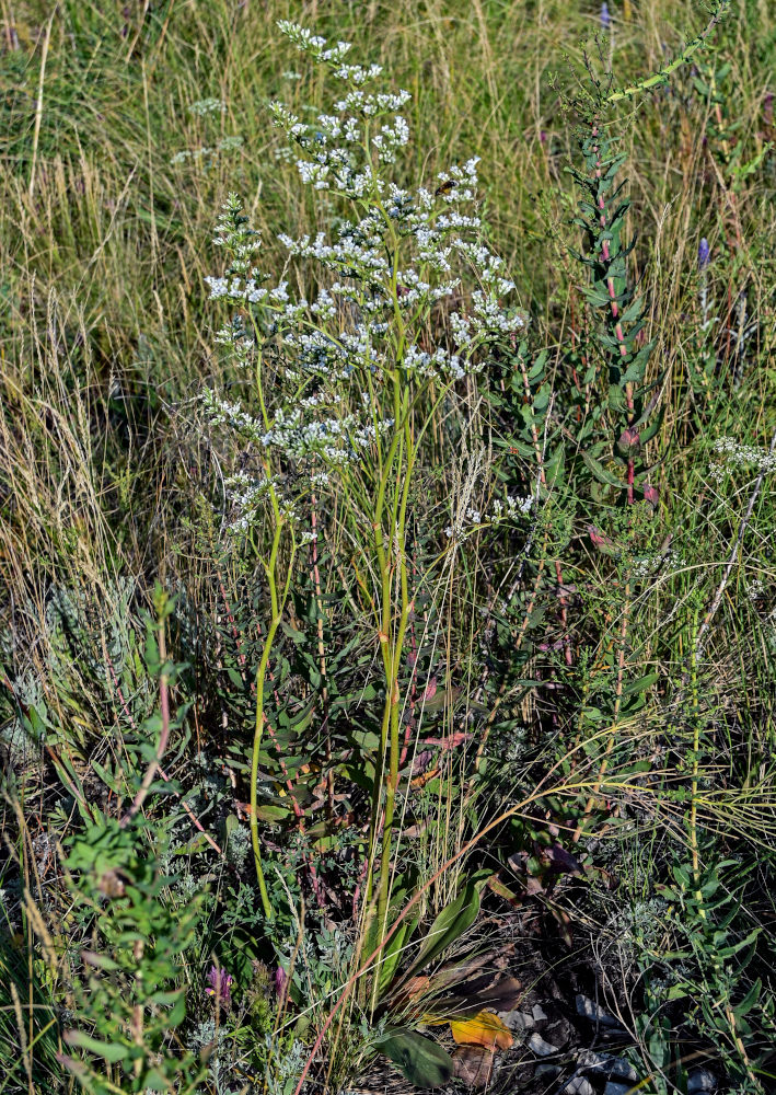 Изображение особи Goniolimon elatum.