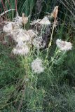 Tragopogon capitatus