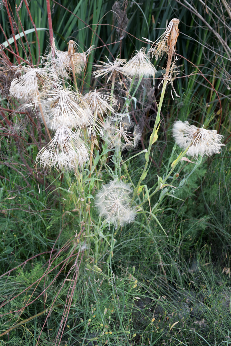 Изображение особи Tragopogon capitatus.