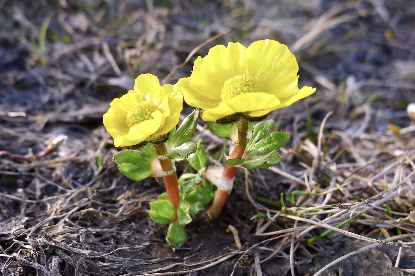 Image of Ranunculus nivalis specimen.