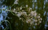 Lactuca serriola. Верхушка побега с соплодиями. Московская обл., окр. г. Железнодорожный, долина р. Чёрная, берег пруда, у воды. 26.08.2024.