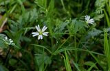 Stellaria holostea. Верхушка веточки с цветками и бутонами. Брянская обл., г. Брянск, долина р. Десна, широколиственный лес. 02.05.2024.