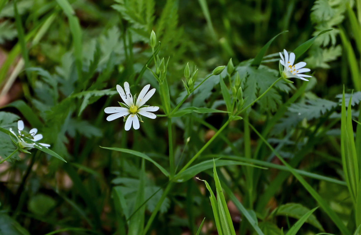 Image of Stellaria holostea specimen.