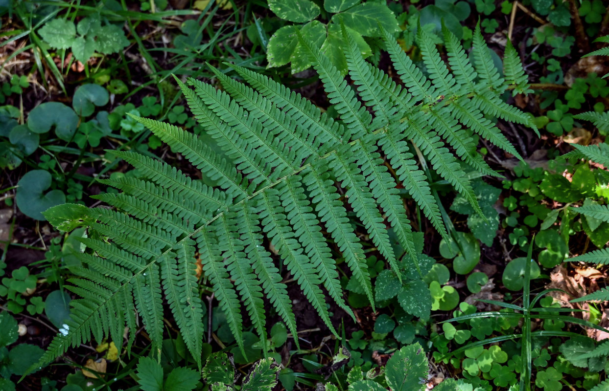 Image of Dryopteris filix-mas specimen.