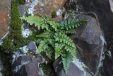 Asplenium billotii. Растения в трещине скалы. Крым, Южный Берег, гора Аюдаг, восточный склон. 02.01.2025.