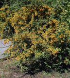 Смотреть изображение Pyracantha crenulata