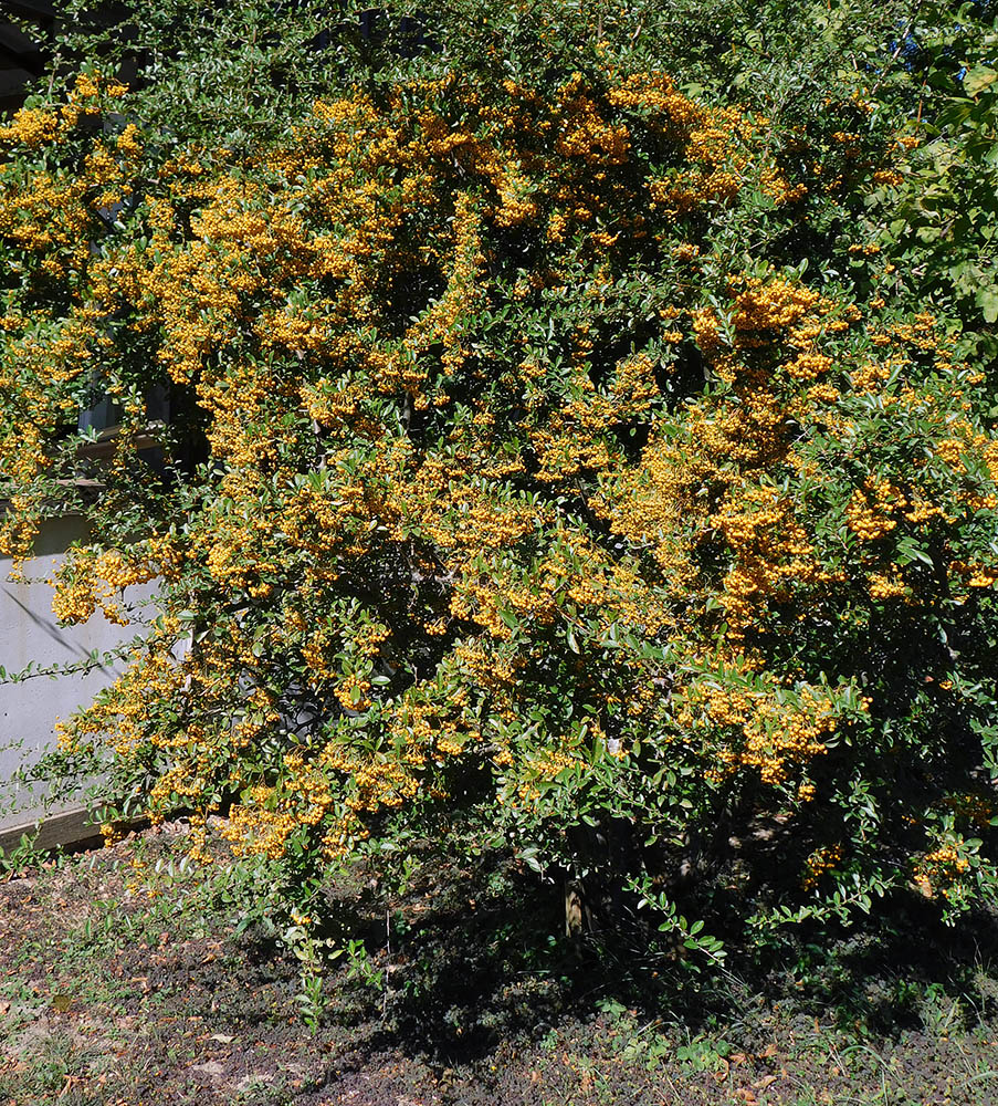 Image of Pyracantha crenulata specimen.