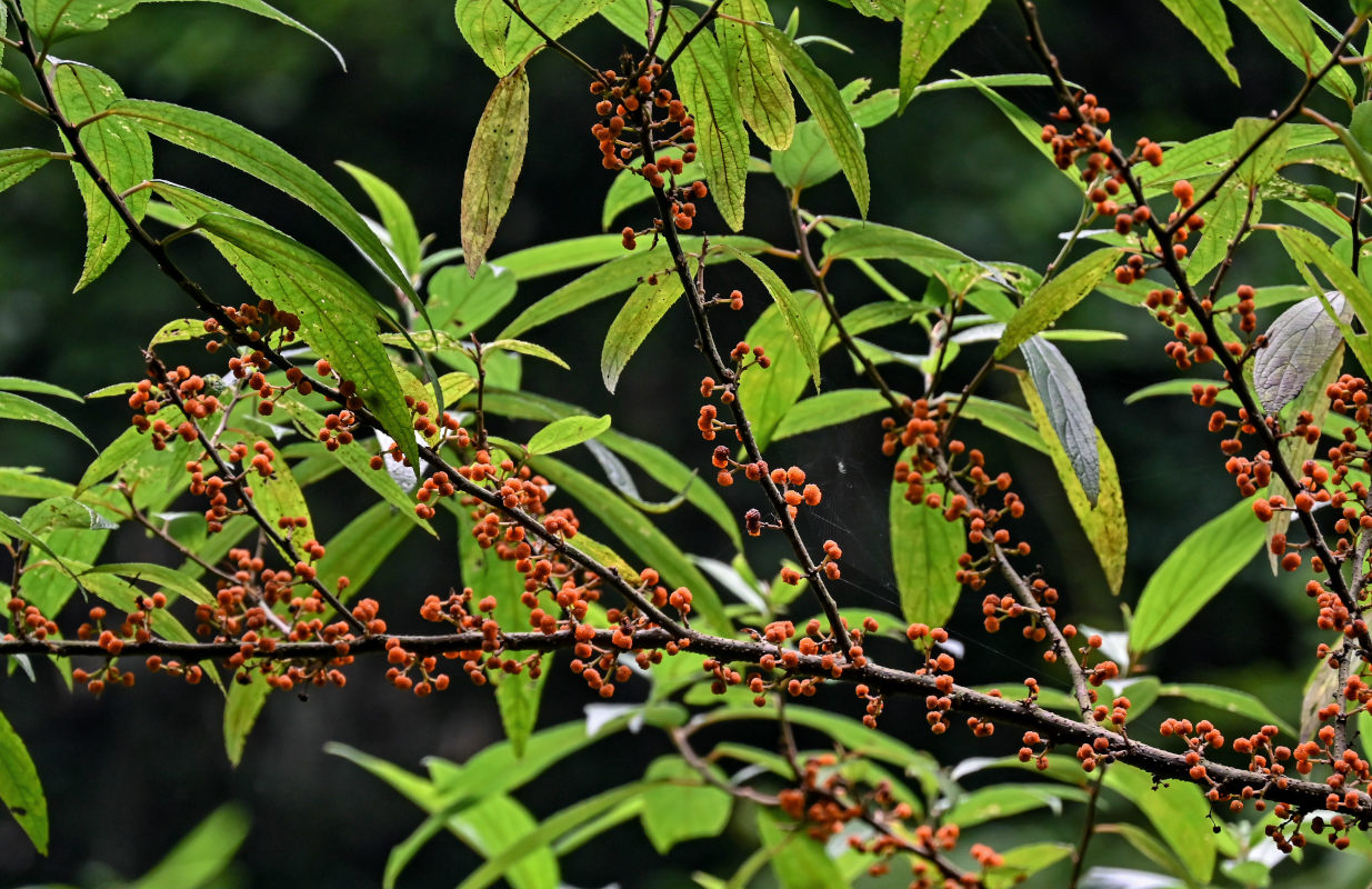 Image of Debregeasia longifolia specimen.