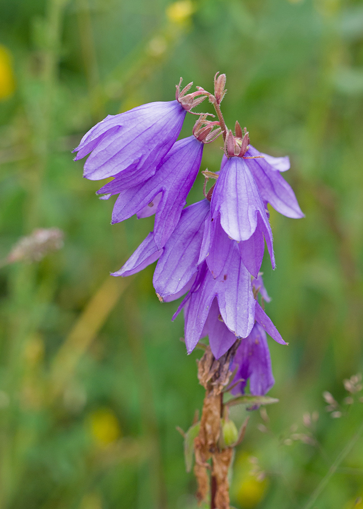 Image of Campanula rapunculoides specimen.