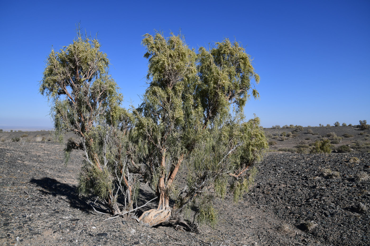 Image of Haloxylon aphyllum specimen.