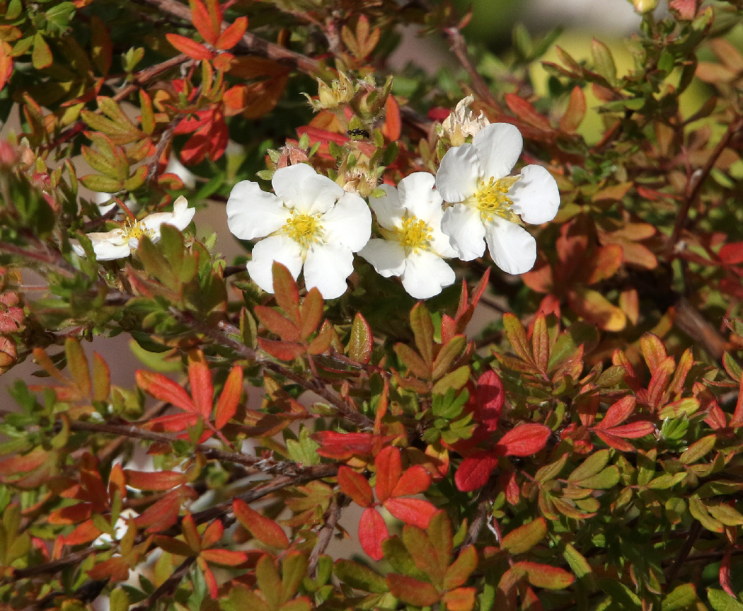 Image of Dasiphora fruticosa specimen.