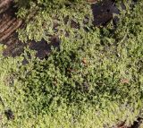 division Marchantiophyta