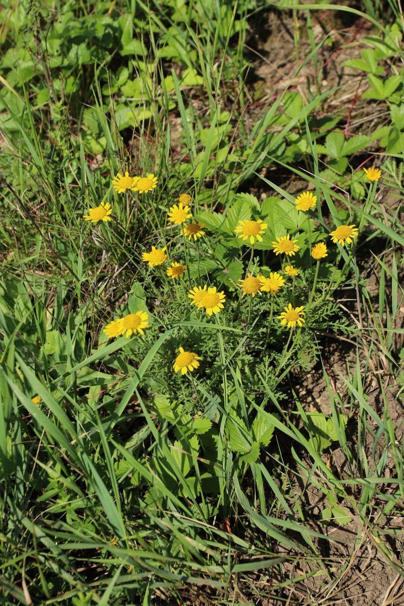 Image of Anthemis tinctoria specimen.