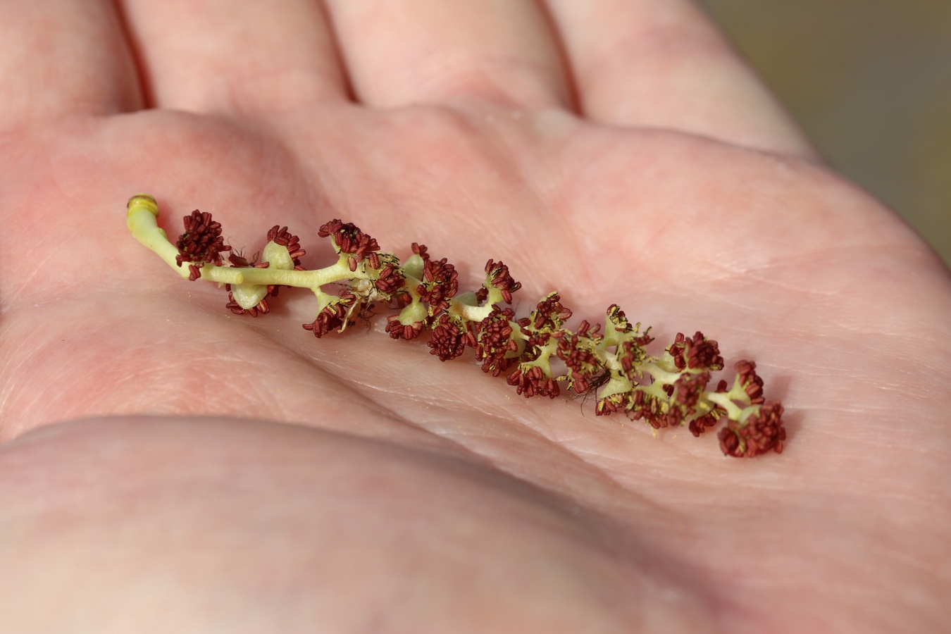 Image of genus Populus specimen.