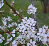 Смотреть изображение Prunus cerasifera