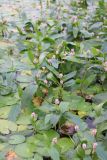 Смотреть изображение Persicaria amphibia