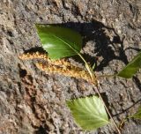 View full-size image Betula pendula