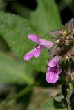 View full-size image Stachys palustris