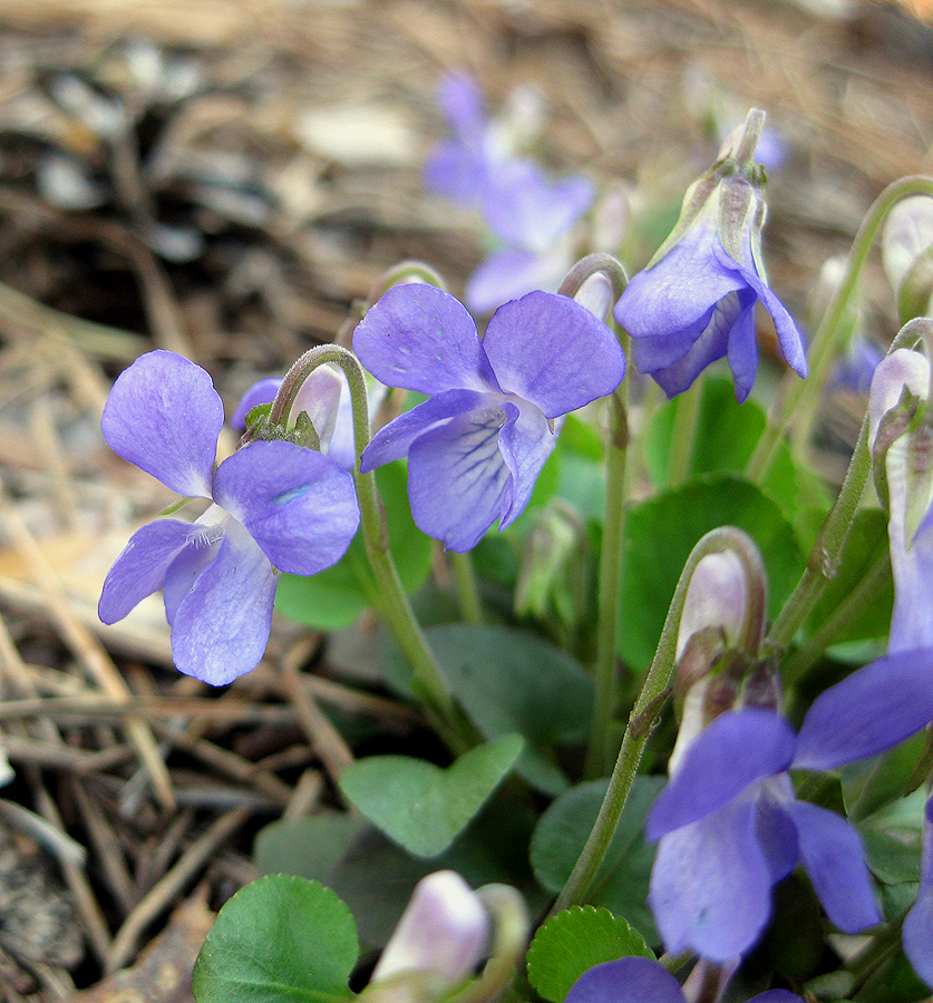 Image of Viola rupestris specimen.