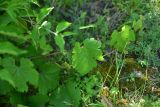 View full-size image genus Vitis