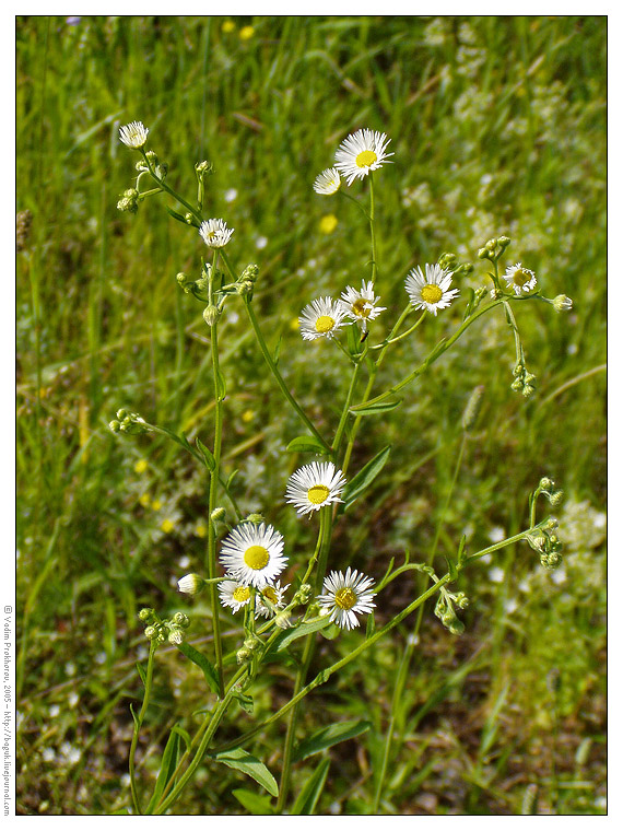 Image of Erigeron annuus specimen.