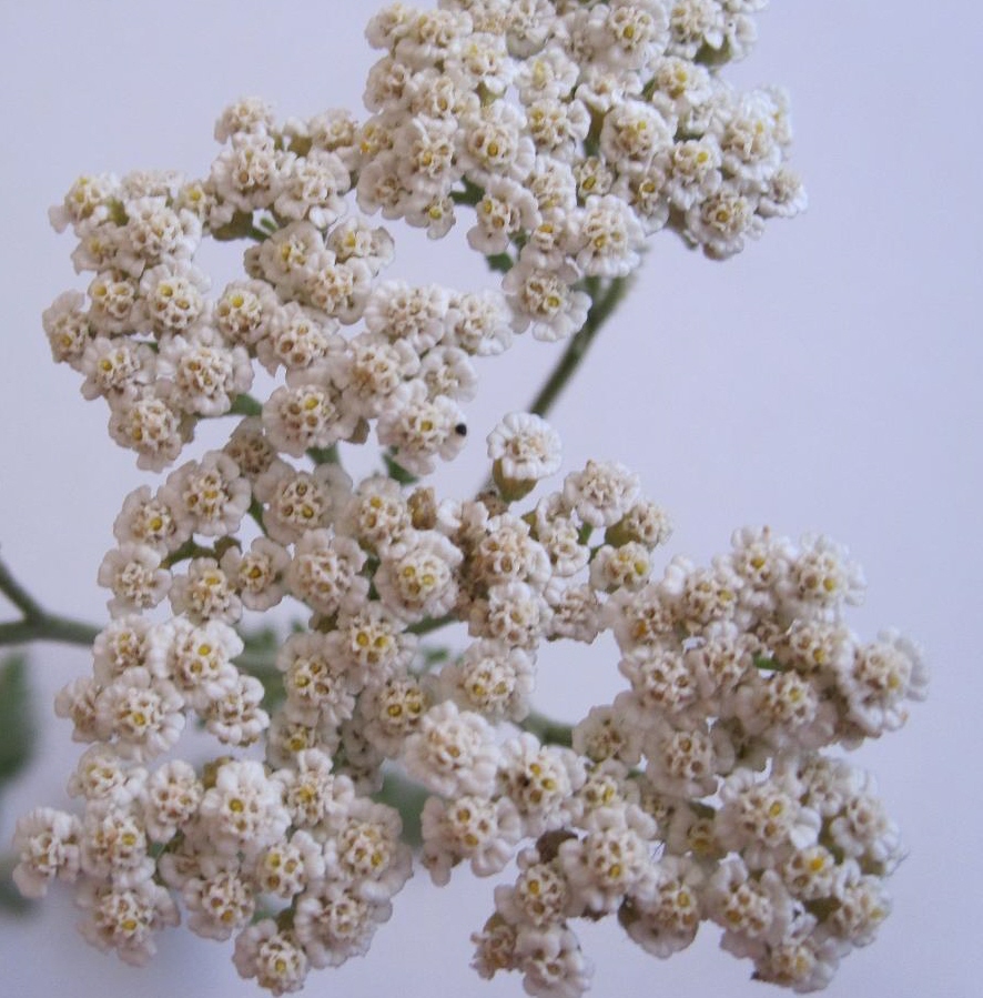 Image of Achillea nobilis specimen.