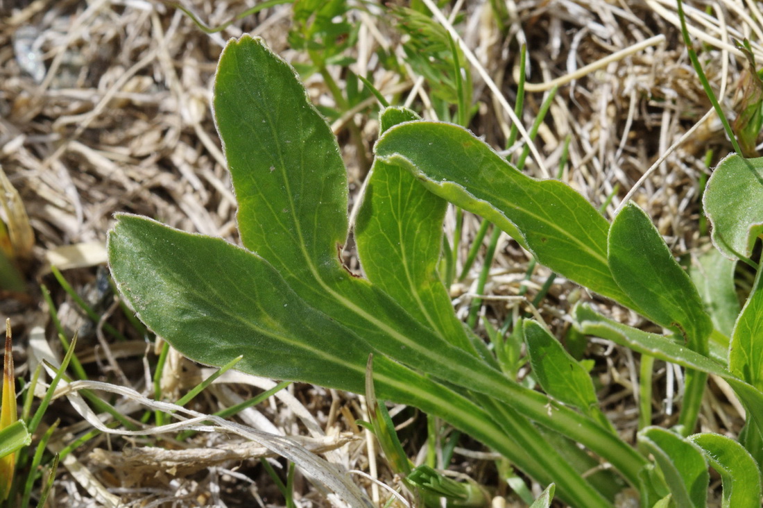 Image of Campanula biebersteiniana specimen.