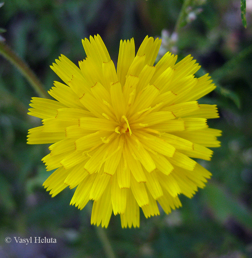 Image of Picris hieracioides specimen.