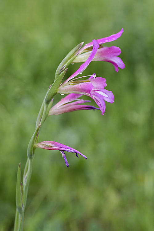 Image of Gladiolus italicus specimen.