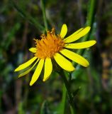 Senecio grandidentatus. Соцветие. Ростовская обл., дельта Дона, окр. хутора Узяк, на лугу. 28.08.2011.