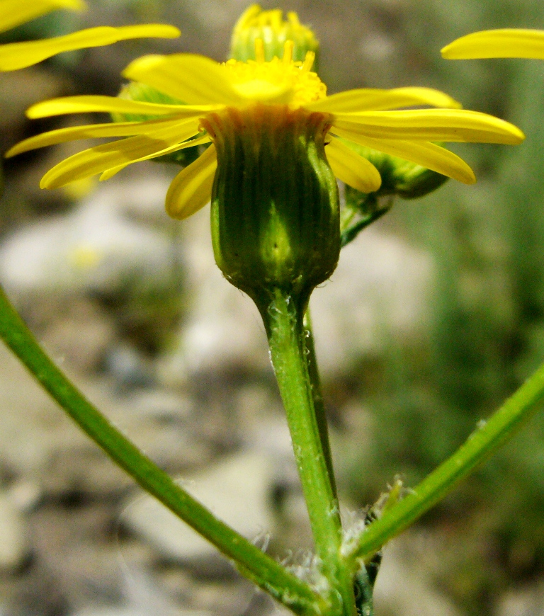 Изображение особи Senecio subdentatus.