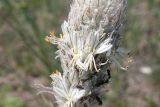 Asphodeline taurica