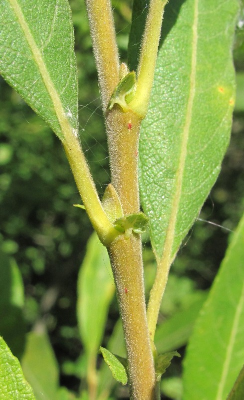 Изображение особи Salix cinerea.