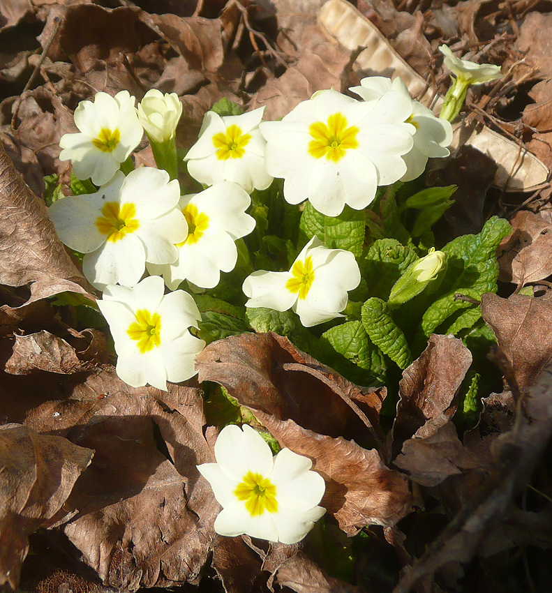 Image of Primula vulgaris specimen.