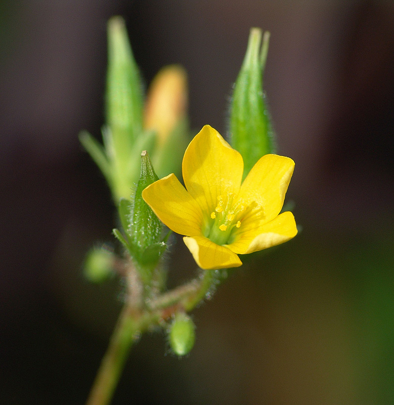 Image of Oxalis stricta specimen.