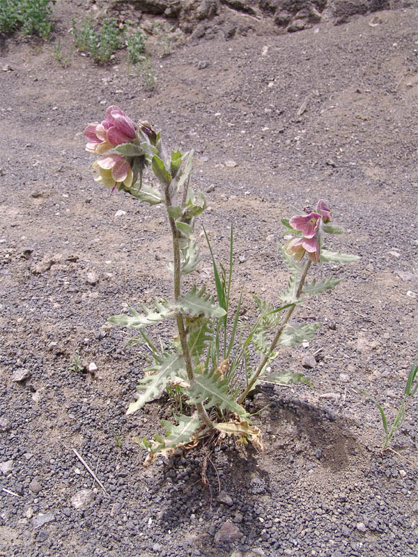 Image of Hyoscyamus reticulatus specimen.