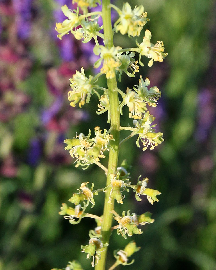 Image of Reseda lutea specimen.