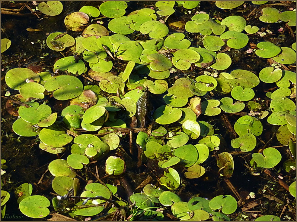 Image of Hydrocharis morsus-ranae specimen.