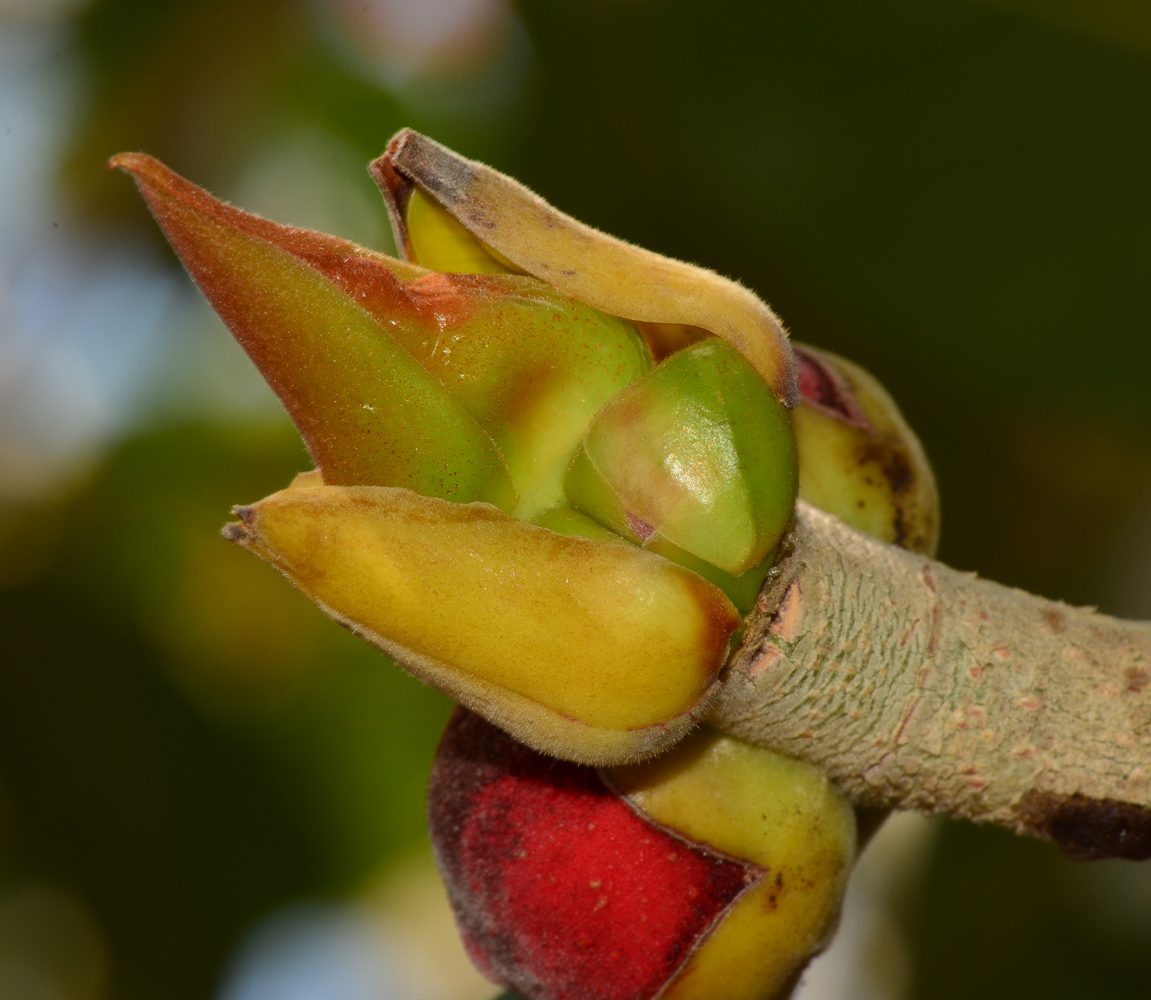 Image of Ficus benghalensis specimen.