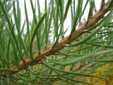 Pinus sylvestris