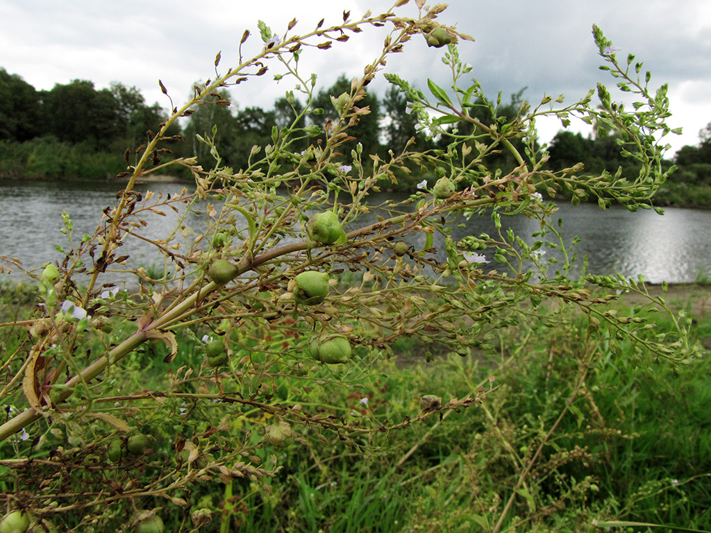 Image of Veronica anagallis-aquatica specimen.