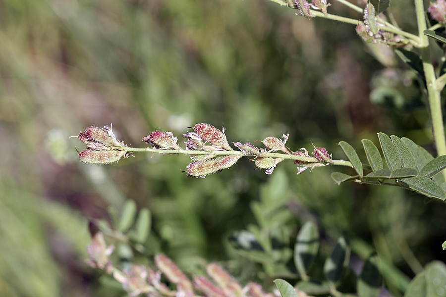 Image of genus Glycyrrhiza specimen.