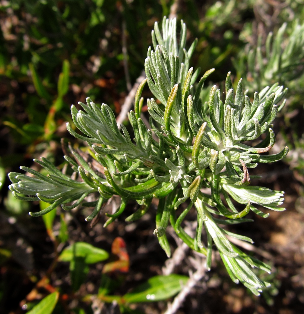 Image of Helichrysum italicum specimen.