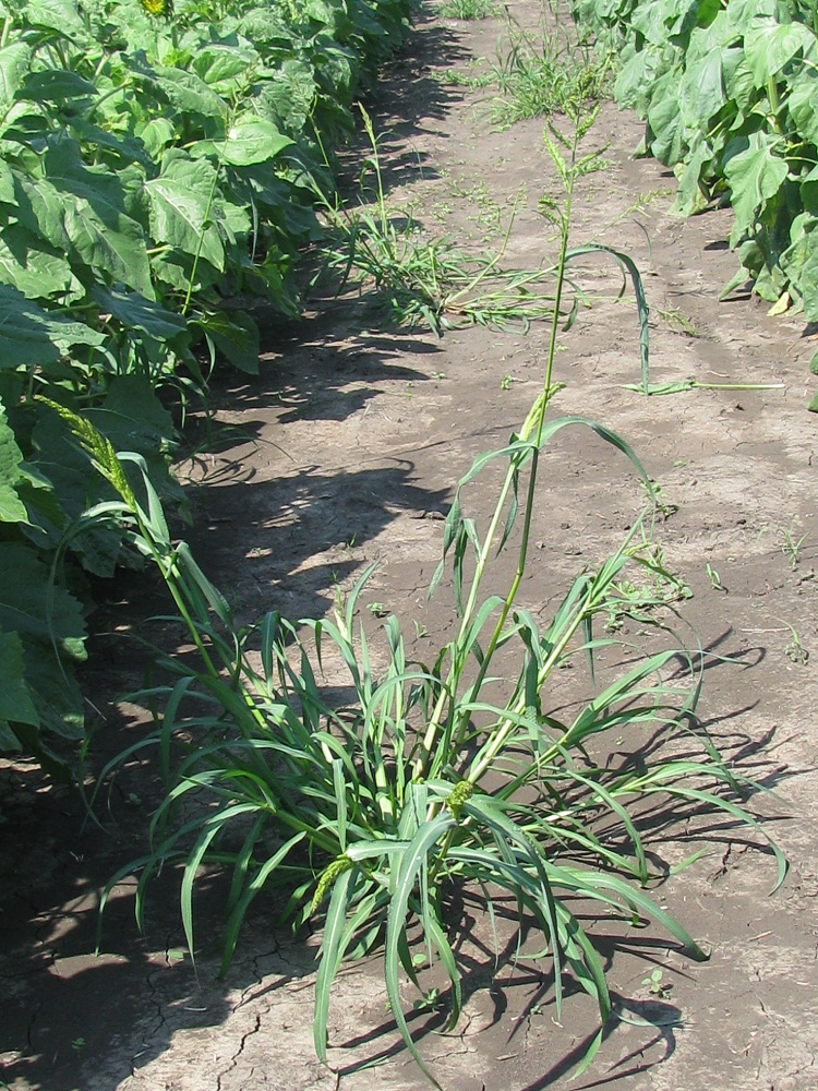 Image of Echinochloa crus-galli specimen.