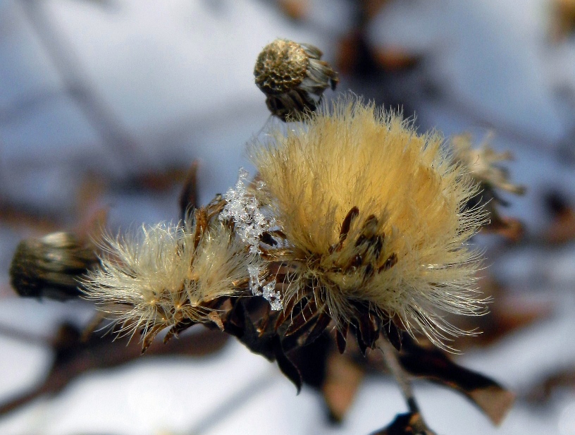 Image of genus Symphyotrichum specimen.