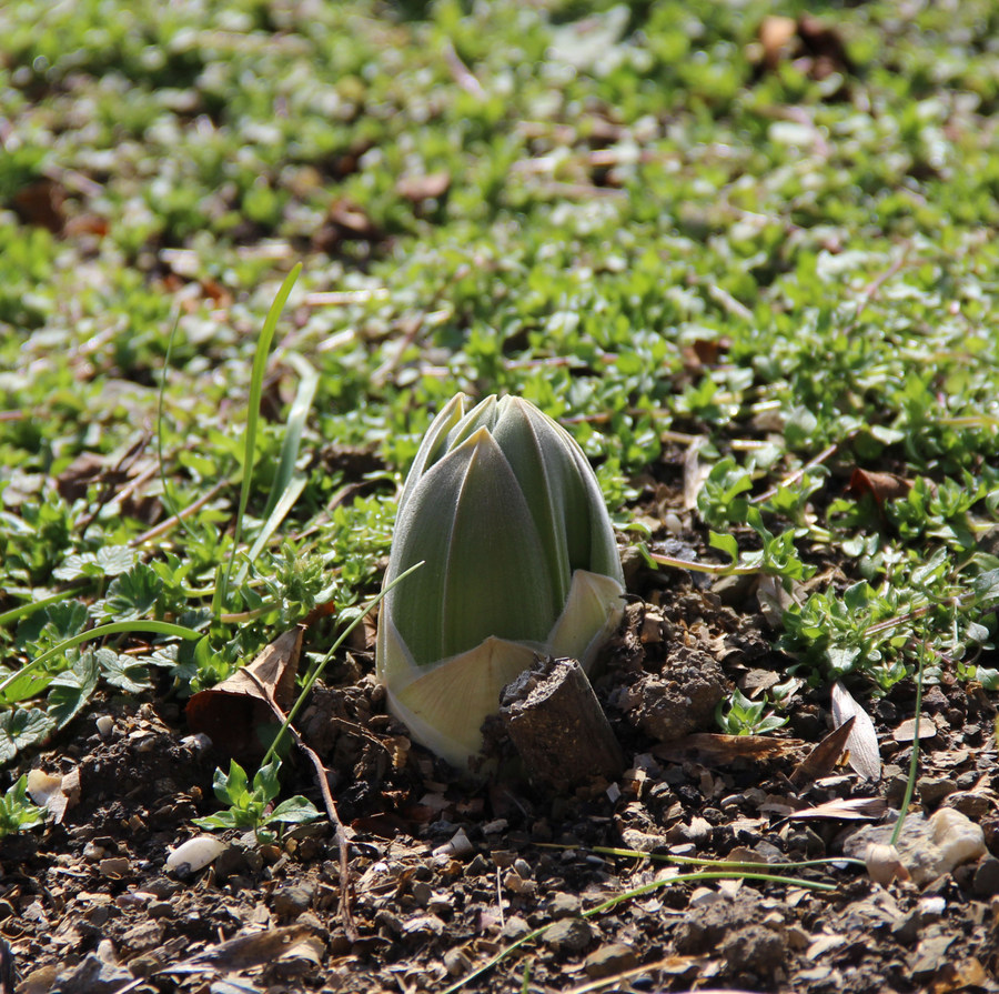 Image of Eremurus aitchisonii specimen.