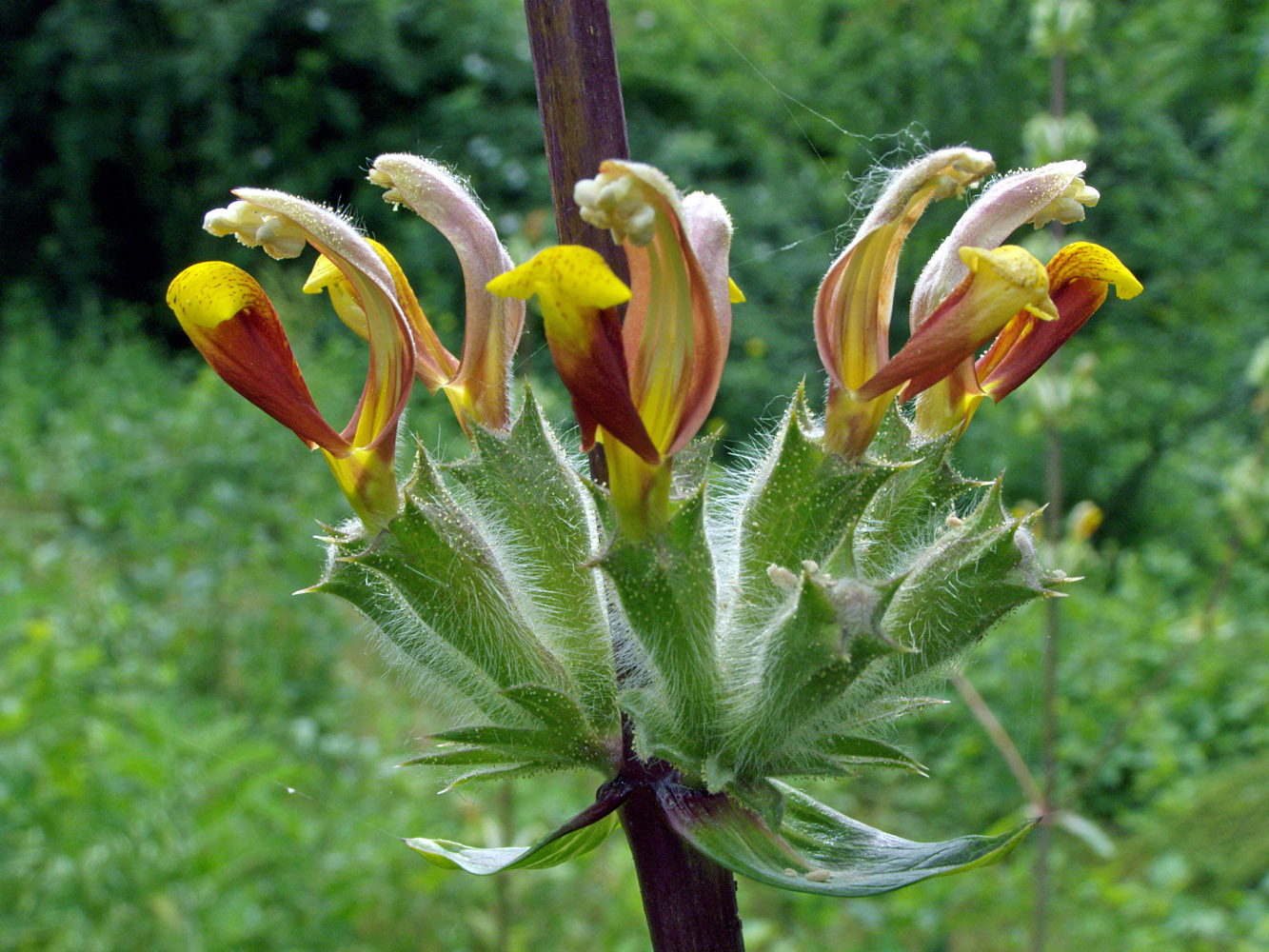 Изображение особи Phlomoides hissarica.